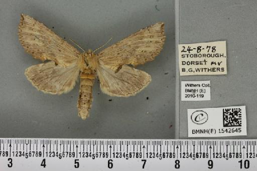 Pterostoma palpina palpina (Clerck, 1759) - BMNHE_1542645_246910
