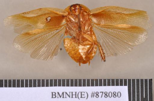 Panchlora scutelligera Walker, 1868 - Panchlora scutelligera Walker, F, 1868, unsexed, holotype, ventral. Photographer: Heidi Hopkins. BMNH(E)#878080