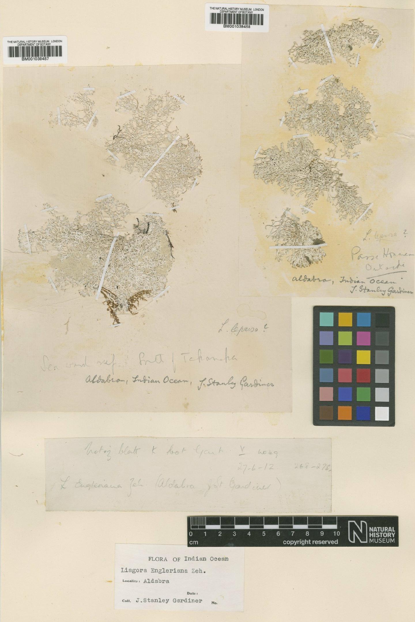 To NHMUK collection (Liagora engleriana Zeh; TYPE; NHMUK:ecatalogue:716839)