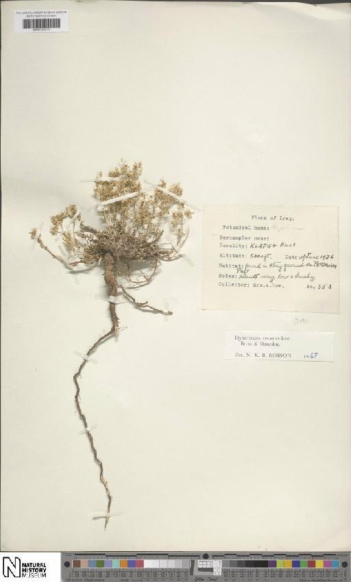 Hypericum vermiculare Boiss. & Hausskn. - BM001202570