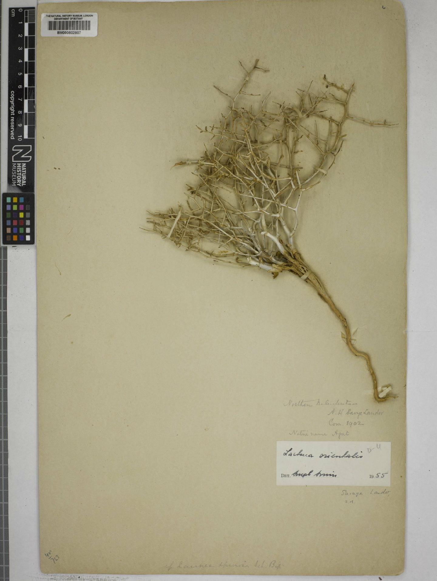 To NHMUK collection (Lactuca orientalis Boiss.; NHMUK:ecatalogue:4973726)