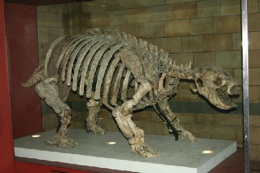 Glossotherium robustum (Owen, 1842) - M 2500 Glossotherium robustum