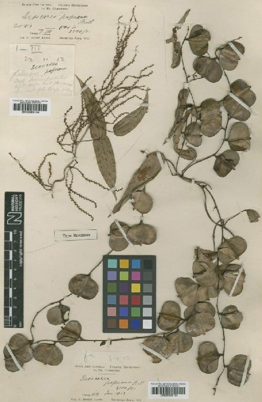 Dioscorea elegans Ridl. ex Prain & Burkill - BM000958194