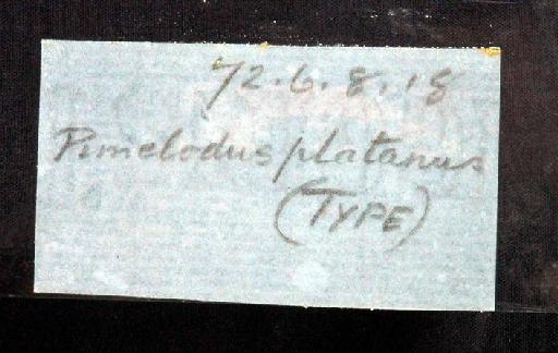 Pimelodus platanus Günther, 1880 - 1872.6.8.18; Pimelodus platanus; image of jar label; ACSI project image