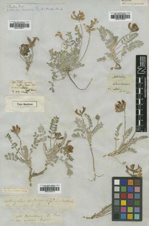 Astragalus missouriensis var. missouriensis - BM001042616