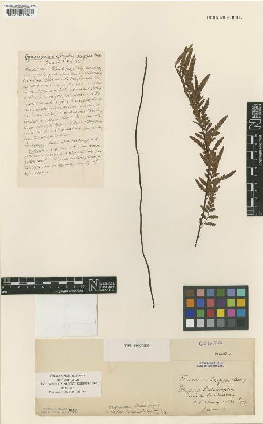 Trismeria longipes (Baker) Diels - BM000511361