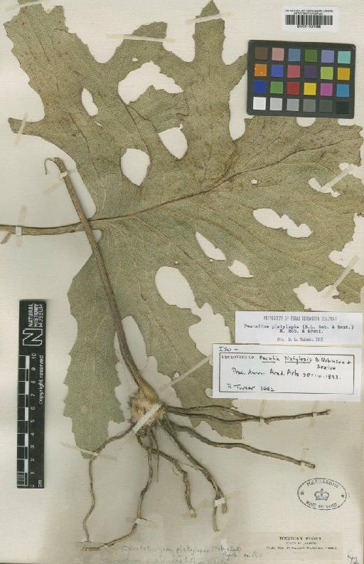 Psacalium platylepis (B.L.Rob. & Seaton) H.Rob. & Brettell - BM001024068