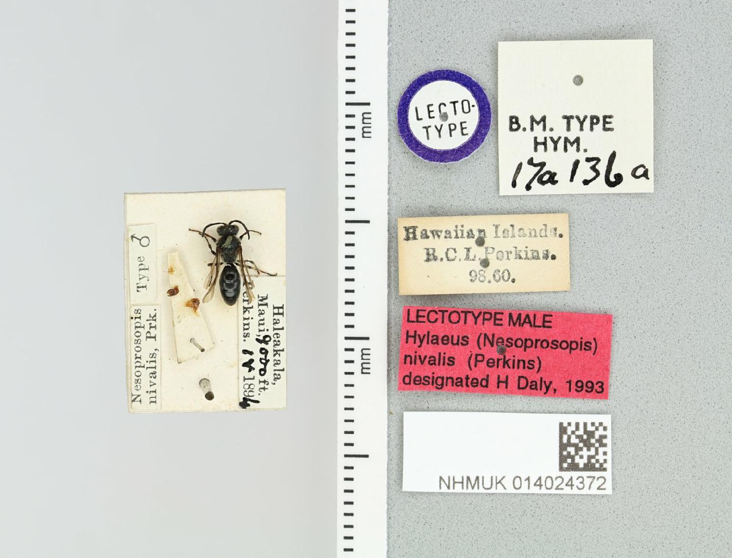 Hylaeus nivalis