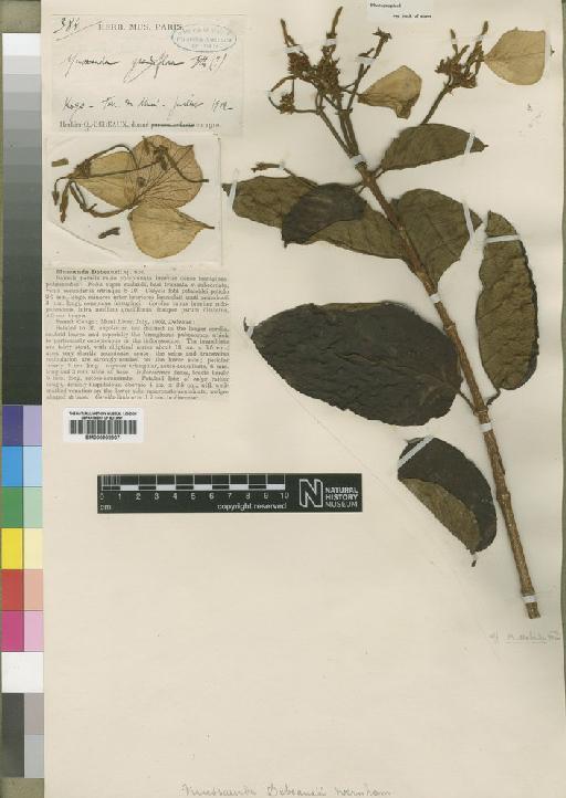 Mussaenda debeauxii Wernham - BM000902907