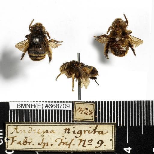 Andrena nigrita Fabricius, 1775 - Andrena_nigrita-BMNH(E)#668709-habiti