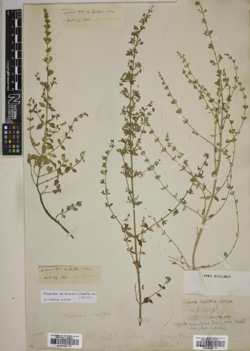 Clinopodium marifolium (Cav.) Melnikov - BM000927143