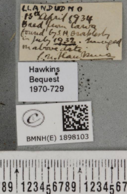 Lycia zonaria britannica (Harrison, 1912) - BMNHE_1898103_label_460315