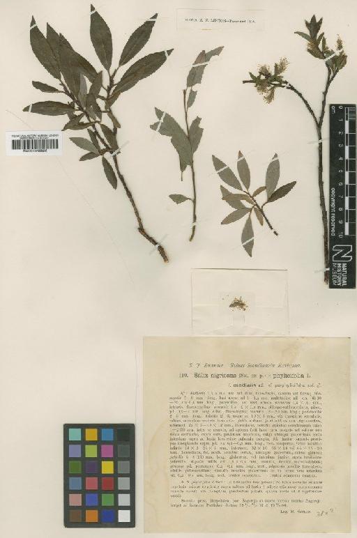 Salix nigricans Sm. - BM001066896