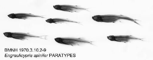 Engraulicypris spinifer Bailey & Matthes, 1971 - BMNH 1970.3.10.2-9 - Engraulicypris spinifer PARATYPES Radiograph