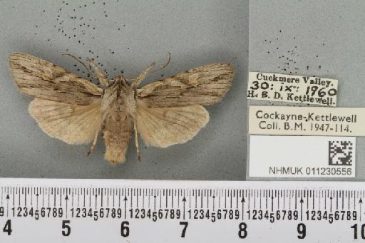 Lithophane leautieri hesperica Boursin, 1957 - NHMUK_011230556_632790