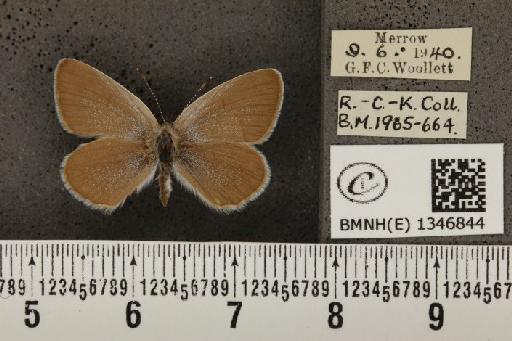 Cupido minimus ab. pallida Tutt, 1896 - BMNHE_1346844_150633