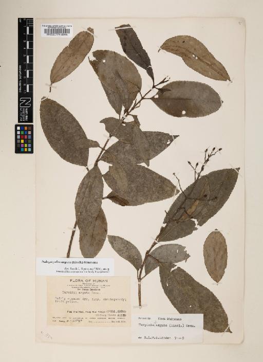 Dalrympelea arguta (Lindl.) Simmons - 000520771