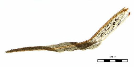 Syrrhopodon elongatus Sull - Syrrhopodon elongatus var.anomalus_BM000663606wholeleaf2.