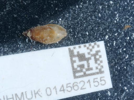 Leucophytia bidentata subterclass Tectipleura (Montagu, 1808) - 014562155_3