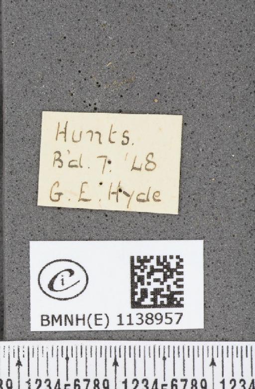 Thecla betulae (Linnaeus, 1758) - BMNHE_1138957_label_95407