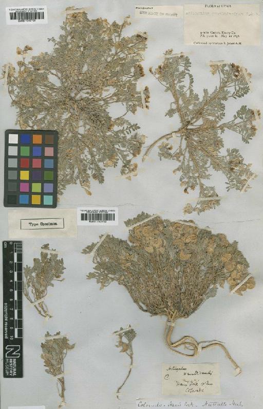 Astragalus pubentissimus Torr. & A.Gray - BM001042723