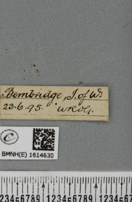 Epirrhoe rivata (Hübner, 1813) - BMNHE_1614630_label_325159