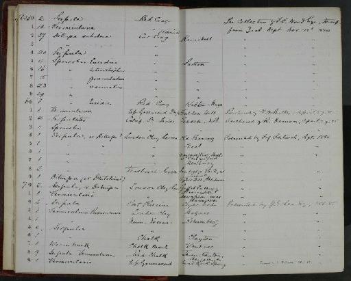 Spirorbis granulatus Linnaeus, 1767 - NHM-UK_P_DF118_02_09_0015