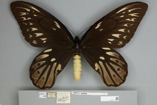 Ornithoptera alexandrae Rothschild, 1907 - 013602447__
