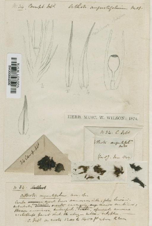 Muelleriella angustifolia (Hook.f. & Wilson) Dusén - BM000982330