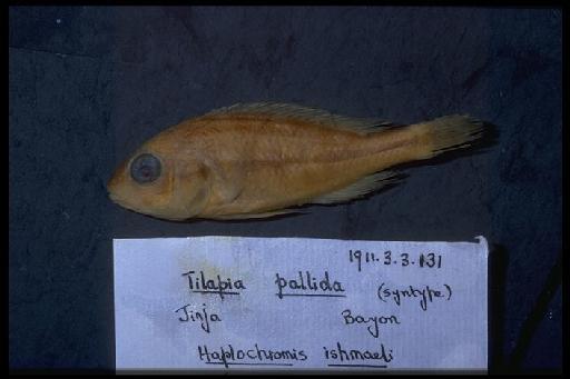 Tilapia pallida Boulenger, 1911 - Tilapia pallida; 1911.3.3.131