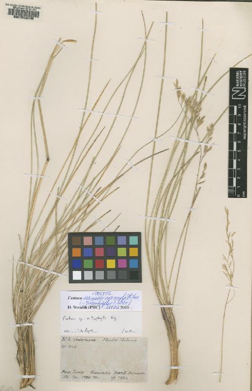 Festuca acantophylla E.Desv. - BM000622590