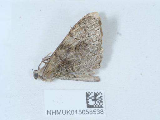 Alcis repandata repandata ab. pseudobastelbergeri Foltin, 1942 - 015058538_3