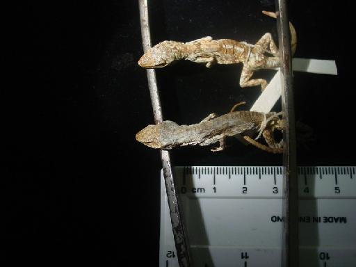 Anolis pentaprion Cope, 1863 - Anolis panamensis 1946.8.13.7-8 005.jpg