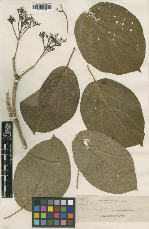 Premna subrotundifolia Elmer ex H.J.Lam - BM000950195