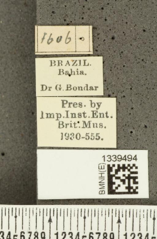 Isotes brasiliensis (Jacoby, 1888) - BMNHE_1339494_label_22533