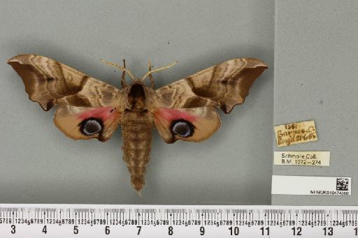 Smerinthus ocellata ocellata (Linnaeus, 1758) - NHMUK_010474660_524954