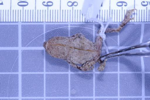 Choerophryne darlingtoni - Image of specimen 1947.1.3.93