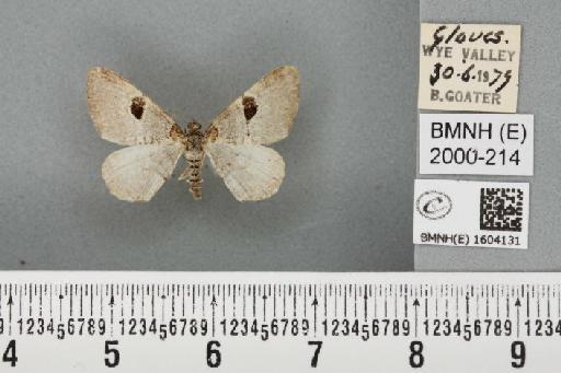 Xanthorhoe designata ab. coarctata Prout, 1914 - BMNHE_1604131_311695