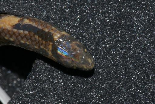 Atractus ventrimaculatus Boulenger, 1905 - Image of specimen 1946.1.5.15