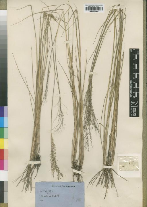 Panicum brazzavillense Franch. - BM000923099