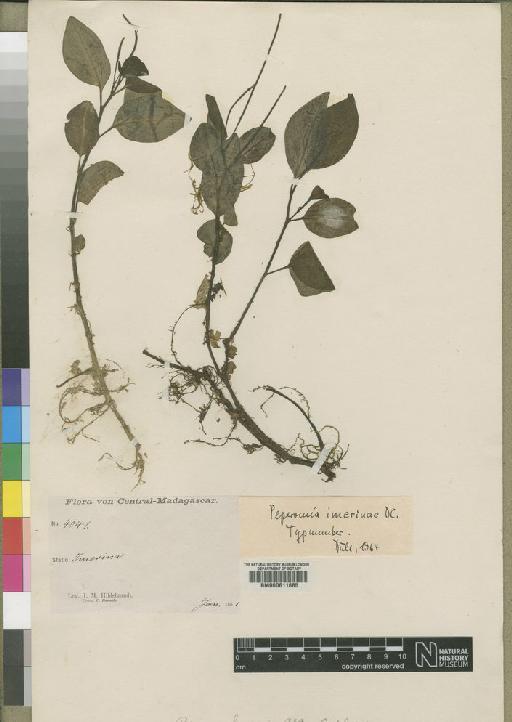 Peperomia imerinae C.DC. - BM000611685