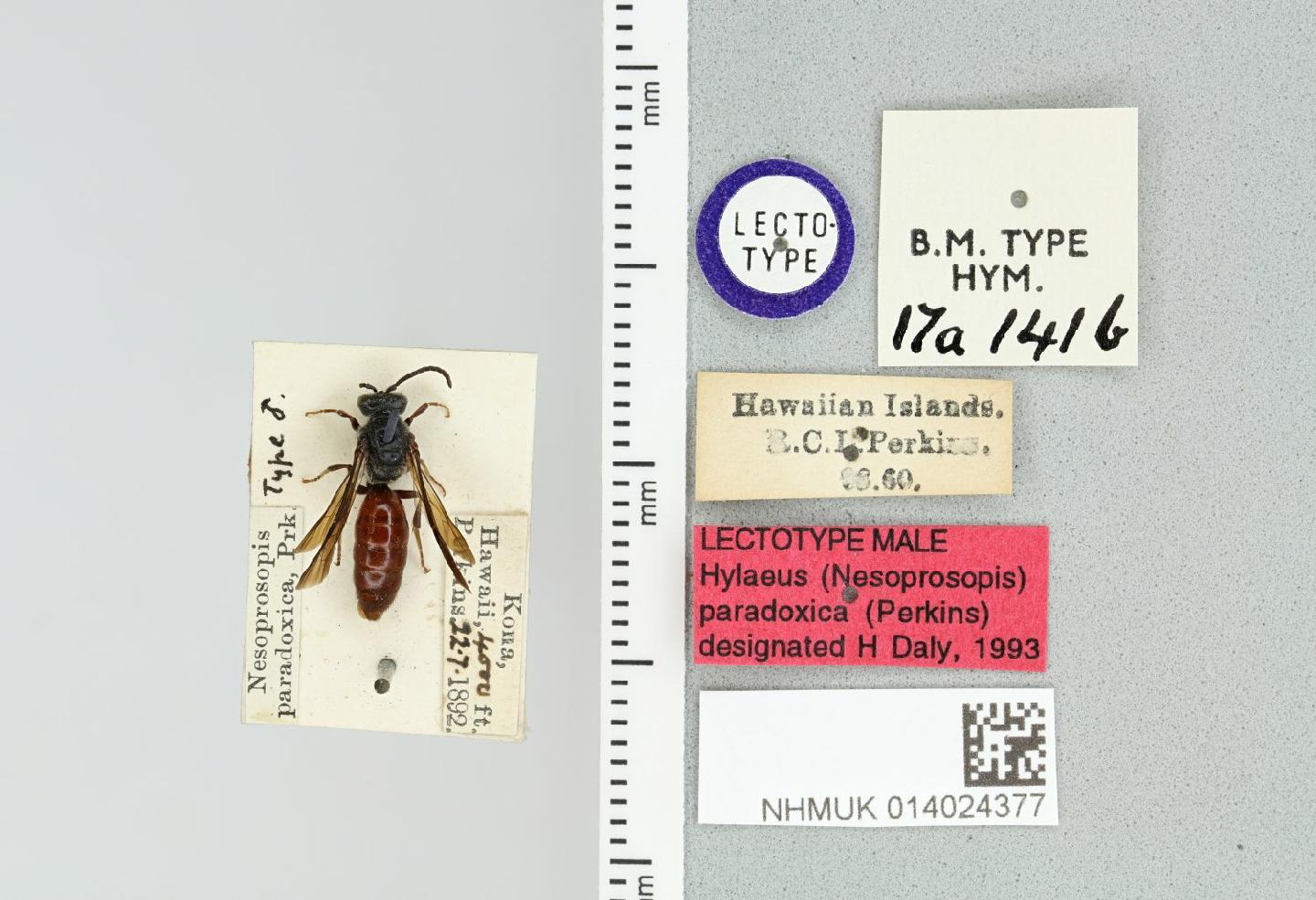 Hylaeus paradoxicus