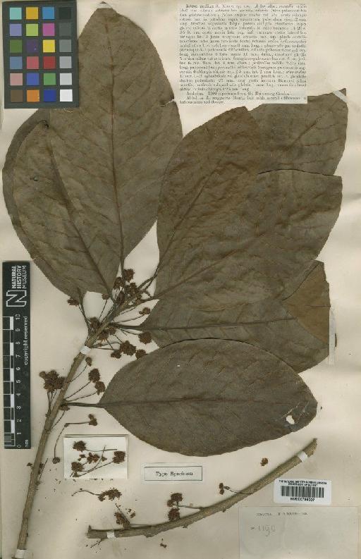 Litsea prolixa S.Moore - BM000799097