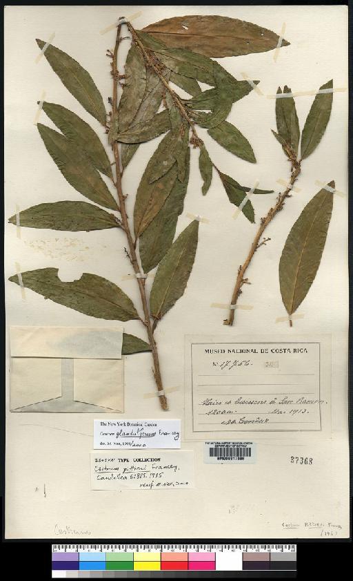 Cestrum glanduliferum Francey - Spruce - BM000617889