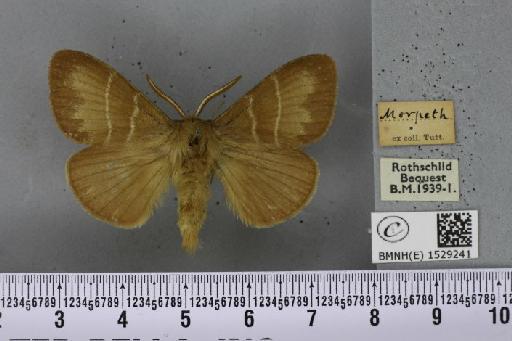 Macrothylacia rubi (Linnaeus, 1758) - BMNHE_1529241_196740