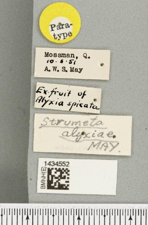 Bactrocera (Bactrocera) alyxiae (May, 1953) - BMNHE_1434552_label_28405