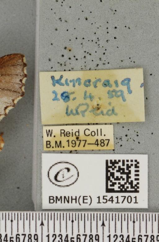 Odontosia carmelita (Esper, 1798) - BMNHE_1541701_label_248390