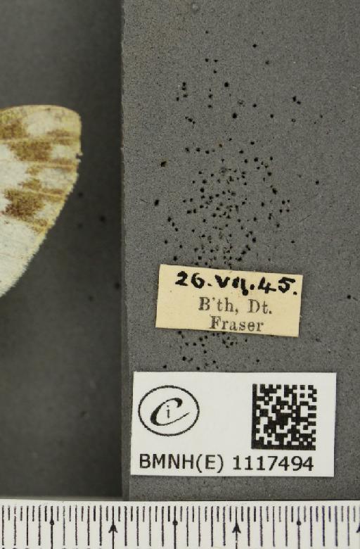 Pontia daplidice (Linnaeus, 1758) - BMNHE_1117494_label_68936