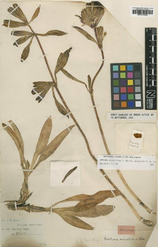 Gentiana omeiensis T.N.Ho - BM001014683