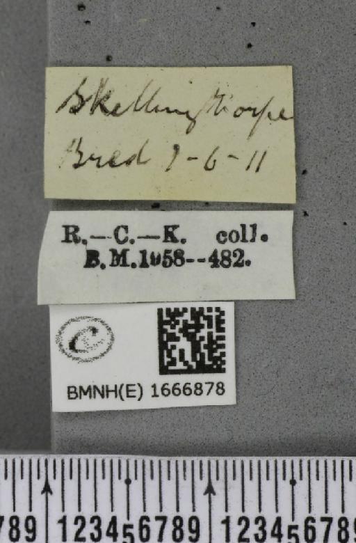 Cyclophora albipunctata ab. obsoletaria Lambillion, 1905 - BMNHE_1666878_label_274167